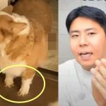 bj철구 반려견 학대 논란, 사과방송