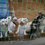 단순 재미로.. 강아지 고문하고 눈알 도려내 죽인 20대 여성 징역
