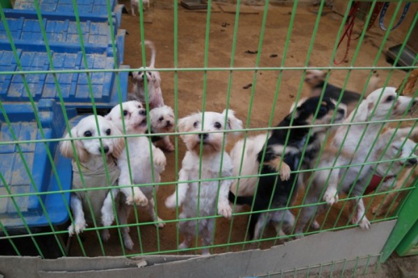 단순 재미로.. 강아지 고문하고 눈알 도려내 죽인 20대 여성 징역