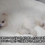 200만 유튜버 루퐁이네 “전세 사기 당해”