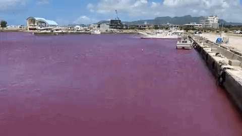 오키나와 뒤덮은 붉은색 앞바다에 대체 무슨 일?