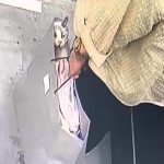 여자친구 집 비우자 고양이 살해 후 유기한 남자친구 “눈도 못감았다”