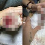 가사도우미가 반려묘를 폭행하고 내쫓아… 누리꾼들 경악