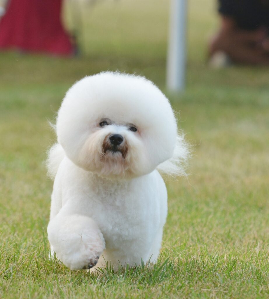 bichon-6659330_1280