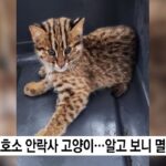 멸종위기 동물인 ‘삵’ 길고양이로 착각해 안락사 당해