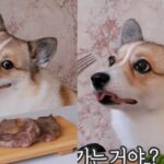 반려견에게 한우 먹였다는 이유로 악플 달린 유튜버