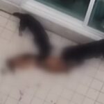 맹견 2마리가 셰퍼드 물어뜯었는데 돌아온 견주의 반응(영상)