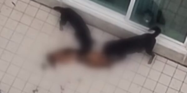 맹견 2마리가 셰퍼드 물어뜯었는데 돌아온 견주의 반응(영상)