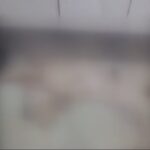 김해 원룸에서 부패한 반려견 사체 4구 발견, 경찰 수사 중