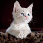 12살 초등학생 추행한 40대 남성 길고양이 유튜버, 징역