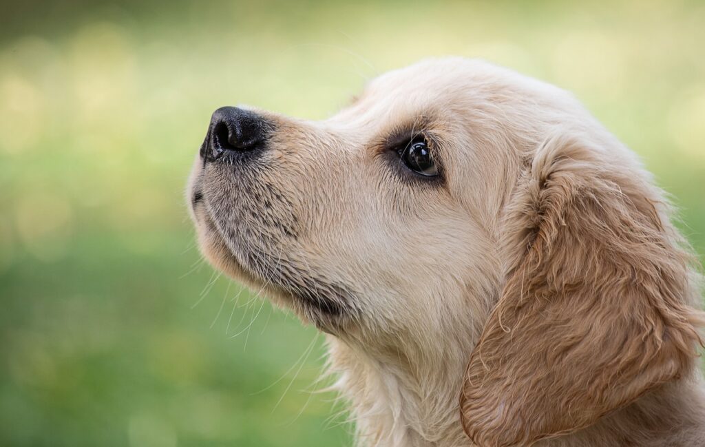 dog-4390885_1280