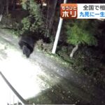 곰에게 습격당한 일본 남성, 어깨와 얼굴 등 100바늘 꿰매
