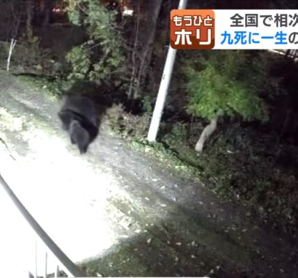 곰에게 습격당한 일본 남성, 어깨와 얼굴 등 100바늘 꿰매
