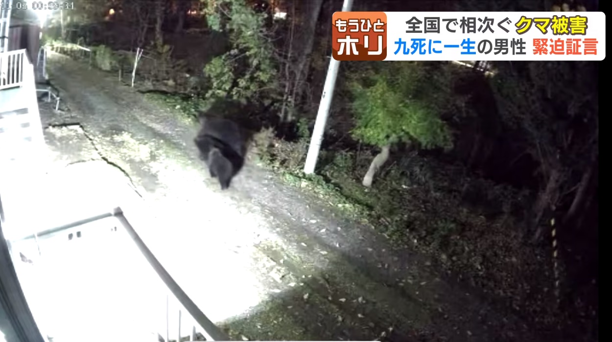 곰에게 습격당한 일본 남성, 어깨와 얼굴 등 100바늘 꿰매