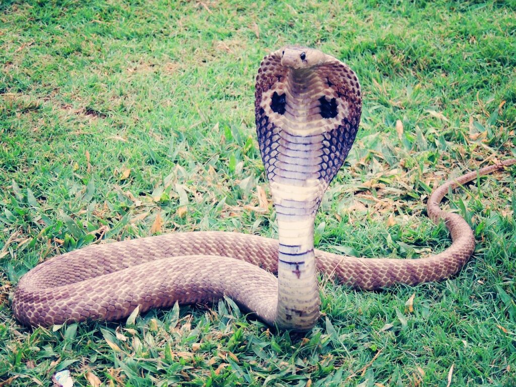 king-cobra-405623_1280