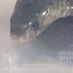 SNS를 통해 독사 분양 받은 학생… 물려 죽을 뻔.
