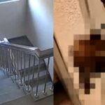 혼자 사는 여자 집 현관문에 세 번이나 ‘개똥 테러’… 얼굴 가린 범인