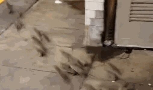 뉴욕 지하철 노숙자 담요 속 수십 마리의 쥐 떼… (영상)
