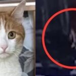 영하 30도에 열차 바깥으로 고양이 던진 러 차장 “해고하라” 청원