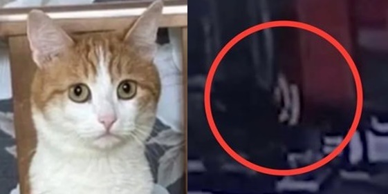 영하 30도에 열차 바깥으로 고양이 던진 러 차장 “해고하라” 청원