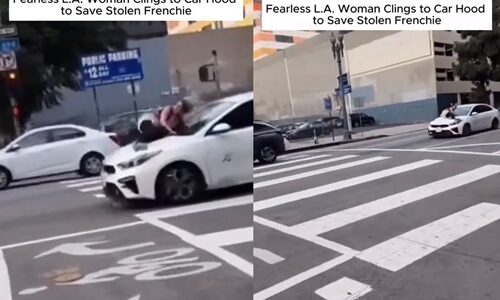 도둑들이 반려견 훔쳐가자 달리는 차에 매달린 여성(영상)