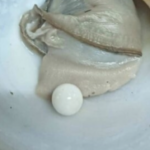 조개 먹던 중 발견한 이것, 알고 보니 3억 원대 희귀 진주