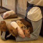 30분에 2만 원이지만 인기몰이 중인 일본 ‘돼지 카페’