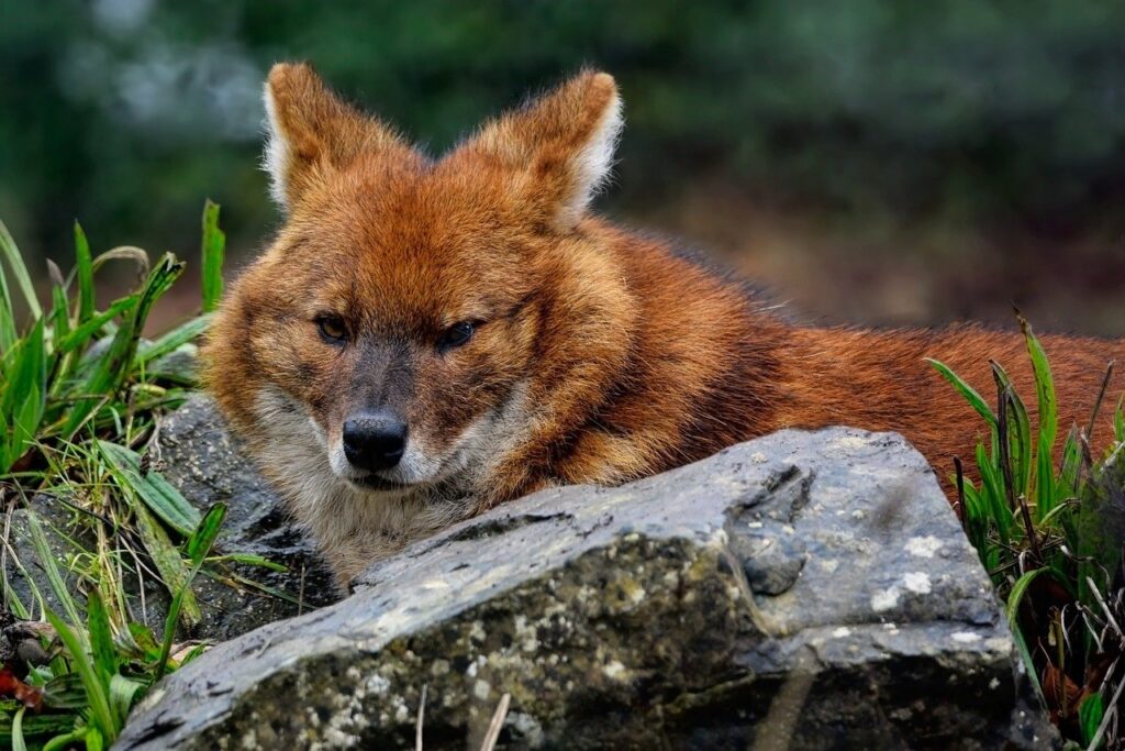 asian-wild-dog-7753295_1280