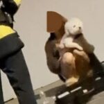 사망사고 내고도 강아지 안고 ‘멀뚱’… 피해자는 홀로 아이 키운 가장.