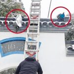 중국 폭설로 인해 꼬리가 얼어붙은 공작새들… 구조작업 펼쳐져