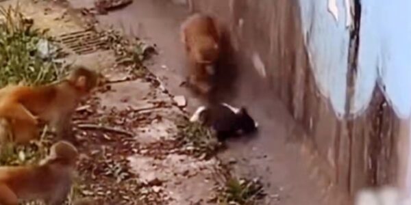 중국 동물원서 고양이 ‘집단 학대’한 원숭이들