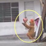 곰 인형 탈 입고 청혼…. 알고 보니 마약상 잡기 위한 작전(영상)